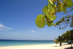 seagrapes. who said only coconuts can hang on beaches? by Shawn Jackson 